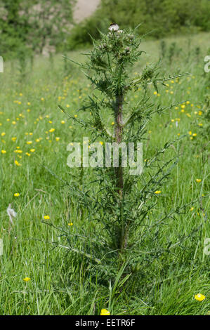 Bold marsh thistle o Europeo cardo di palude, Cirsium palustre, bianca fioritura delle piante in un prato di downland, Berkshire, Giugno Foto Stock
