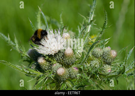 Bold marsh thistle o Europeo cardo di palude, Cirsium palustre, fiori di colore bianco con un bombo, Bombus terrestris, rovistando nel Foto Stock