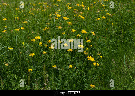 Common Bird's-piede o trifoglio uova e bacon, Lotus corniculatus, piante fiorite, Berkshire, Giugno Foto Stock