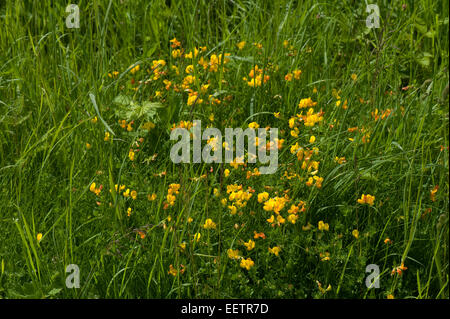 Common Bird's-piede o trifoglio uova e bacon, Lotus corniculatus, piante fiorite, Berkshire, Giugno Foto Stock