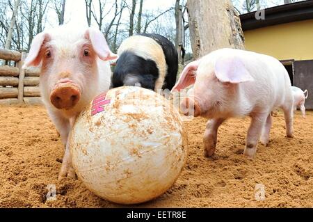 Pilsen, Repubblica Ceca. Xxi gen, 2015. Fattoria Luftnerka mostra Presticke regione i piccoli aspiranti suinetti nazionali (Sus scrofa domesticus) in zoo a Pilsen. Otto i suinetti sono 2 mesi di età. I maialini vengono a giocare con la palla, in Repubblica ceca, mercoledì 21 gennaio, 2015. Credito: CTK/Alamy Live News Foto Stock