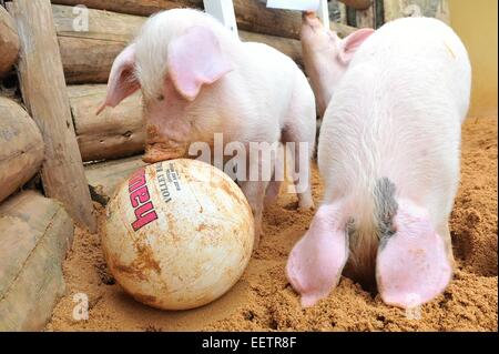 Pilsen, Repubblica Ceca. Xxi gen, 2015. Fattoria Luftnerka mostra Presticke regione i piccoli aspiranti suinetti nazionali (Sus scrofa domesticus) in zoo a Pilsen. Otto i suinetti sono 2 mesi di età. I maialini vengono a giocare con la palla, in Repubblica ceca, mercoledì 21 gennaio, 2015. Credito: CTK/Alamy Live News Foto Stock