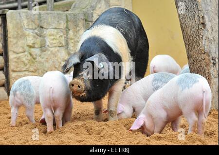 Pilsen, Repubblica Ceca. Xxi gen, 2015. Fattoria Luftnerka mostra Presticke della regione e di maiale poco aspirante suinetti nazionali (Sus scrofa domesticus) in zoo a Pilsen. Otto i suinetti sono 2 mesi di età. In Repubblica ceca, mercoledì 21 gennaio, 2015. Credito: CTK/Alamy Live News Foto Stock