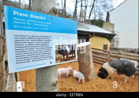 Pilsen, Repubblica Ceca. Xxi gen, 2015. Scheda di informazioni in azienda Luftnerka mostra Presticke della regione di suini domestici (Sus scrofa domesticus) in zoo a Pilsen, dove sono nati otto Suinetti 2 mesi fa. In Repubblica ceca, mercoledì 21 gennaio, 2015. Credito: CTK/Alamy Live News Foto Stock