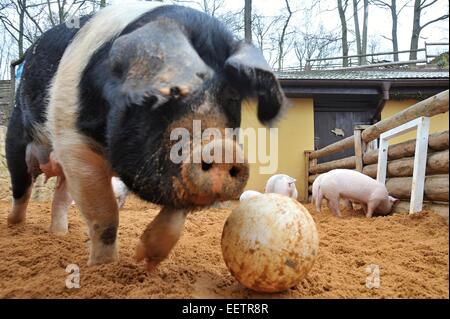 Pilsen, Repubblica Ceca. Xxi gen, 2015. Fattoria Luftnerka mostra Presticke della regione e di maiale poco aspirante suinetti nazionali (Sus scrofa domesticus) in zoo a Pilsen. Otto i suinetti sono 2 mesi di età. Il maiale è giocare con la palla, in Repubblica ceca, mercoledì 21 gennaio, 2015. Credito: CTK/Alamy Live News Foto Stock