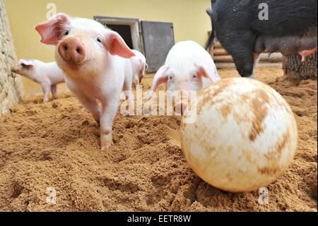 Pilsen, Repubblica Ceca. Xxi gen, 2015. Fattoria Luftnerka mostra Presticke regione i piccoli aspiranti suinetti nazionali (Sus scrofa domesticus) in zoo a Pilsen. Otto i suinetti sono 2 mesi di età. I maialini vengono a giocare con la palla, in Repubblica ceca, mercoledì 21 gennaio, 2015. Credito: CTK/Alamy Live News Foto Stock