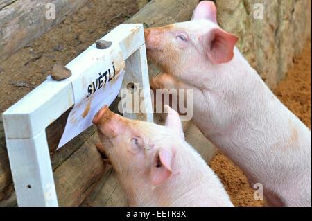 Pilsen, Repubblica Ceca. Xxi gen, 2015. Fattoria Luftnerka mostra Presticke regione i piccoli aspiranti suinetti nazionali (Sus scrofa domesticus) in zoo a Pilsen. Otto i suinetti sono 2 mesi di età. I maialini vengono a giocare. In Repubblica ceca, mercoledì 21 gennaio, 2015. Credito: CTK/Alamy Live News Foto Stock