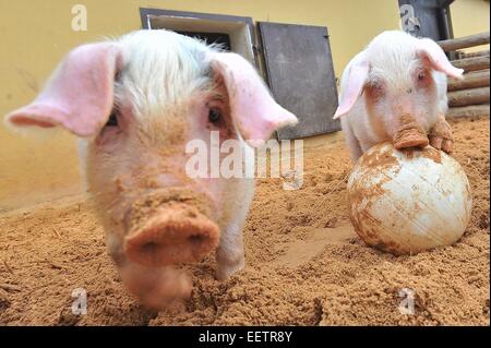 Pilsen, Repubblica Ceca. Xxi gen, 2015. Fattoria Luftnerka mostra Presticke regione i piccoli aspiranti suinetti nazionali (Sus scrofa domesticus) in zoo a Pilsen. Otto i suinetti sono 2 mesi di età. I maialini vengono a giocare con la palla, in Repubblica ceca, mercoledì 21 gennaio, 2015. Credito: CTK/Alamy Live News Foto Stock