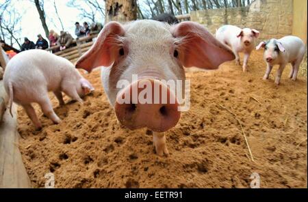 Pilsen, Repubblica Ceca. Xxi gen, 2015. Fattoria Luftnerka mostra 2 mesi regione Presticke i piccoli aspiranti suinetti nazionali (Sus scrofa domesticus) guardando la fotocamera, in zoo a Pilsen in Repubblica ceca, mercoledì 21 gennaio, 2015. Credito: CTK/Alamy Live News Foto Stock