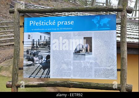 Pilsen, Repubblica Ceca. Xxi gen, 2015. Scheda di informazioni in azienda Luftnerka mostra Presticke della regione di suini domestici (Sus scrofa domesticus) in zoo a Pilsen, dove sono nati otto Suinetti 2 mesi fa. In Repubblica ceca, mercoledì 21 gennaio, 2015. Credito: CTK/Alamy Live News Foto Stock