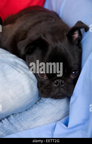 Donna cuddling il suo nero Pug, fagiolo, accanto a lei come ella siede su un foglio-oggetto divano Foto Stock