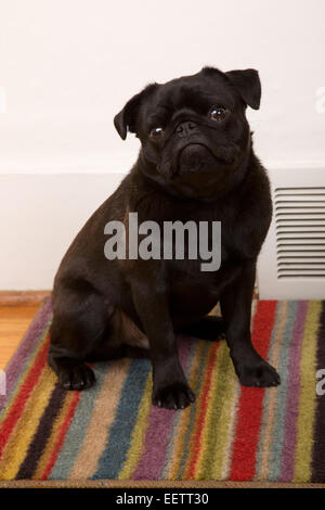Black Pug, fagiolo, seduto su un tappeto a strisce sul pavimento, con la sua testa inclinata, cercando di capire che cosa egli è stato chiesto di fare Foto Stock