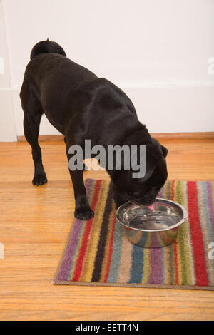 Black Pug, fagiolo, bevendo una tazza di acqua nella sua casa a Seattle, Washington, Stati Uniti d'America Foto Stock