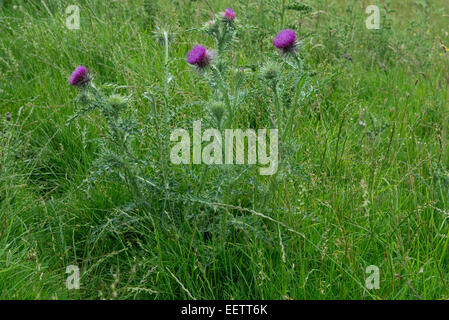 Fioritura musk thistle, Carduus nutans, viola fioritura delle piante in downland pascolo, Berkshire, Luglio Foto Stock