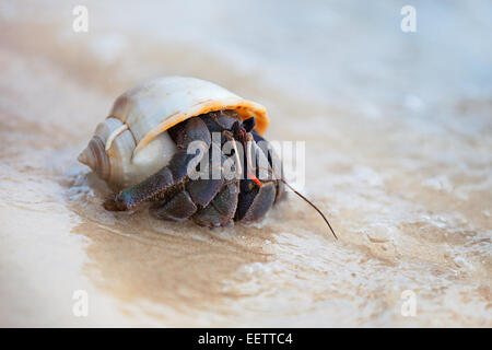 Primo piano di un eremita granchio nella conchiglia a spirale su ocean shore Foto Stock