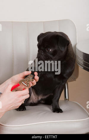 Donna di rifilatura dei chiodi di il suo nero Pug, fagiolo, come egli si siede su una sedia da cucina Foto Stock