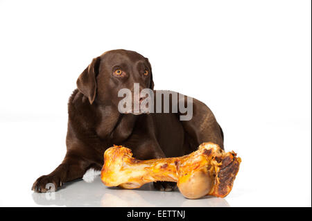 Il Labrador retriever isolato su bianco Foto Stock