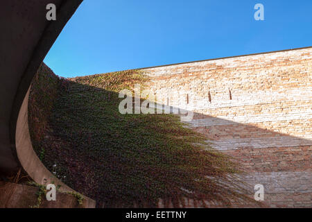 Dettagli e linee della parete di edera nel cielo blu. Venezia, Veneto. Italia
