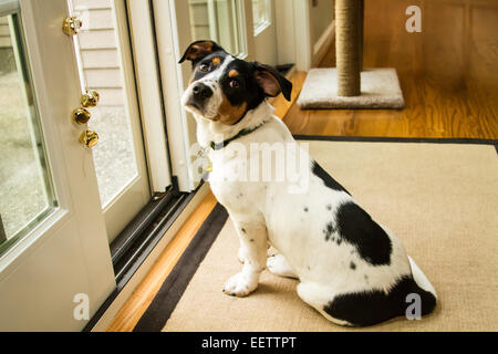 Quattro mese vecchio cucciolo, Jersey, aspettando pazientemente alla porta per andare al di fuori, in Issaquah, Washington, Stati Uniti d'America. Foto Stock