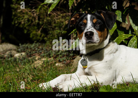 Quattro mese vecchio cucciolo, Jersey, appoggiata al di fuori dopo il gioco attivo in Issaquah, Washington, Stati Uniti d'America Foto Stock