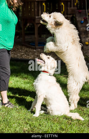 Cinque mesi e Goldendoodle nove mesi/Goldendoodle terrier mix di essere insegnato a "saltare" Foto Stock