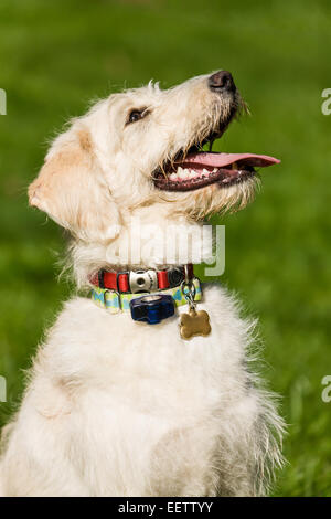 Nove mesi/Goldendoodle terrier mix puppy ansimando dopo un sacco di gioco attivo. Egli indossa una recinzione wireless collare. Foto Stock