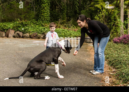 Sei mesi Alano cucciolo, Athena, essere preparati a fare di 'scossa' comando, in Issaquah, Washington, Stati Uniti d'America Foto Stock