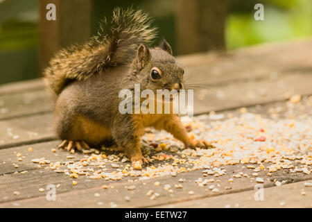 Douglas " scoiattolo, Chickaree o Pine Squirrel (Tamiasciurus douglasii) mangiare noccioline e seme di uccelli fuori da una panchina da giardino Foto Stock