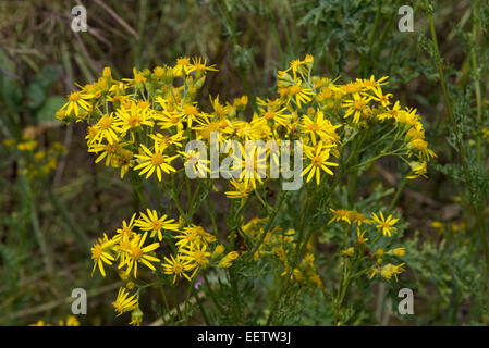 Erba tossica, jacobaea vulgaris o senecio jacobaea, fiori di colore giallo su questa prateria invasiva infestante che è velenoso per alcuni vivi Foto Stock