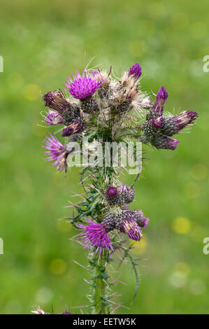 Bold marsh thistle o Europeo cardo di palude, Cirsium palustre, viola fioritura delle piante in un prato di downland, Berkshire, Luglio Foto Stock