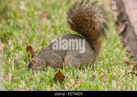 Eastern Fox Squirrel seppellendo i dadi in un cortile a Houston, Texas Foto Stock