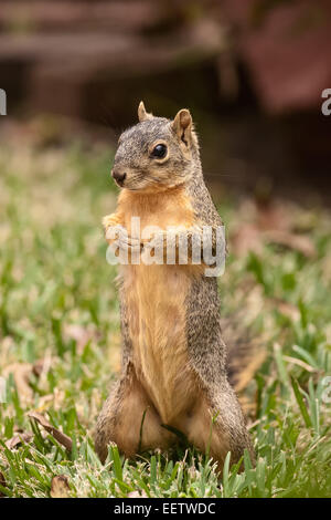 Eastern Fox Squirrel in piedi fino alla ricerca molto fiducioso in un cortile a Houston, Texas Foto Stock