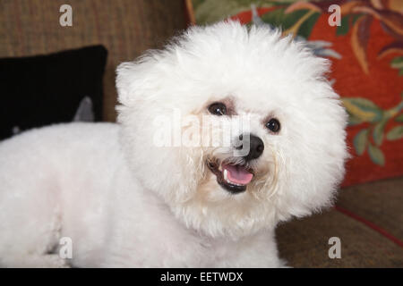 Pablo, un Bichon Frise cane sdraiato sul lettino Foto Stock