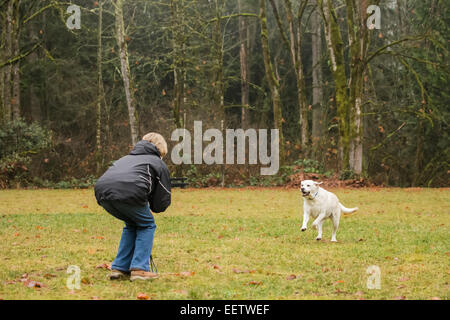 Murphy, inglese giallo Labrador Retriever, in esecuzione al proprietario dopo un "vieni" comando in un parco in Issaquah, Washington, Stati Uniti d'America Foto Stock