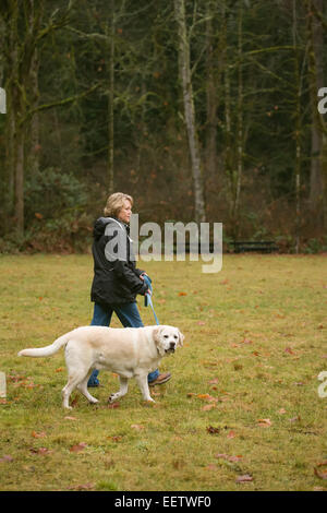 Murphy, inglese giallo Labrador Retriever, camminando piacevolmente al guinzaglio mentre si cammina in un parco in Issaquah, Washington, Stati Uniti d'America Foto Stock