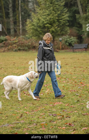 Murphy, inglese giallo Labrador Retriever cane, lo sbandamento off guinzaglio, passeggiate in un parco in Issaquah, Washington, Stati Uniti d'America Foto Stock