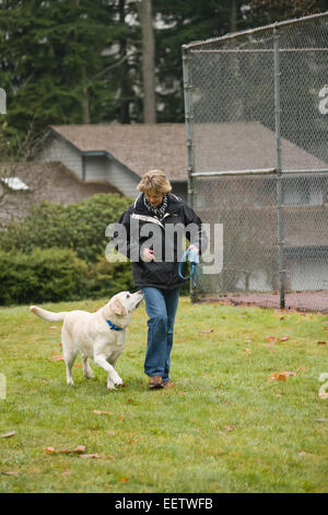 Murphy, inglese giallo Labrador Retriever, lo sbandamento off guinzaglio e di essere attenti al suo proprietario in Issaquah, Washington, Stati Uniti d'America Foto Stock