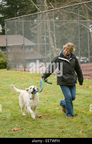 Murphy, inglese giallo Labrador Retriever, masticare sul suo guinzaglio mentre si cammina off-guinzaglio in Issaquah, Washington, Stati Uniti d'America Foto Stock