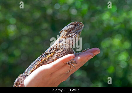 Drago barbuto (Pogona vitticeps) nelle mani di ranger presso la baia di Bungalow Villaggio Koala su Magnetic Island, Queensland, Australia Foto Stock