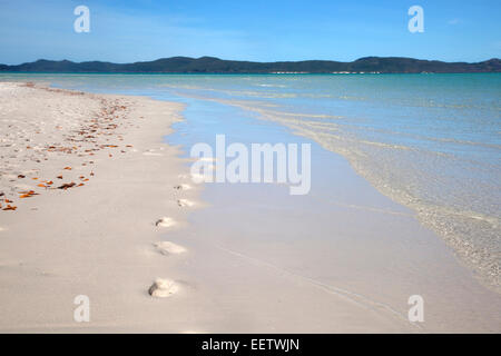 Bianco litorale sabbioso di Whitehaven Beach su Whitsunday Island in mare di corallo, Queensland, Australia Foto Stock