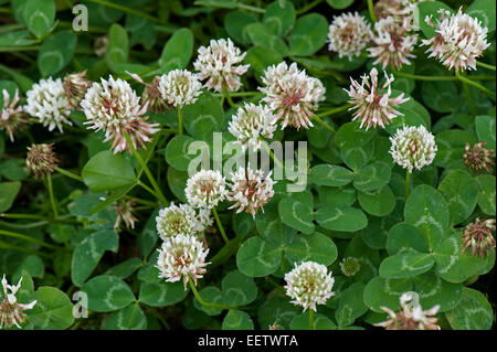 Fioritura trifoglio bianco, Trifolium repens, Berkshire, Luglio Foto Stock