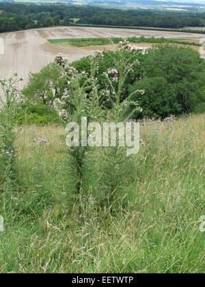 Bold marsh thistle o Europeo cardo di palude, Cirsium palustre, bianco di piante fiorite e comincia ad andare a seme in un downland me Foto Stock