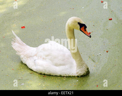 Il White Swan nuotare in un lago fangoso Foto Stock