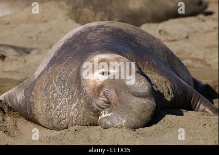 Maschio di elefante del nord arrivano le guarnizioni sulla spiaggia prima, tira fuori dell'oceano e che istituisce i territori. Foto Stock