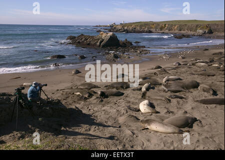 Uomo di fotografare un Nord guarnizione di elefante rookery su una spiaggia di San Simeone, California, USA. Foto Stock