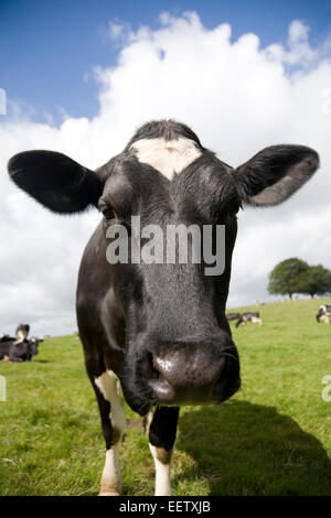 Testa di mucca in bianco e nero in stretta fino alla ricerca nella fotocamera in un campo in Inghilterra. Foto Stock