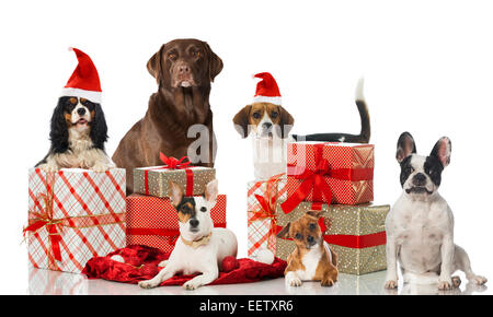 I cani di natale con doni isolato su bianco Foto Stock