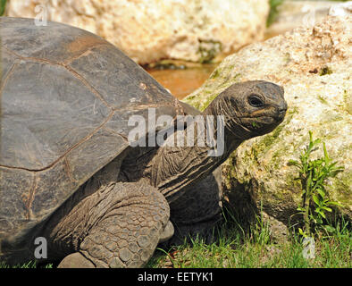 Gigantesca tartaruga terrestre closeup ritratto Foto Stock