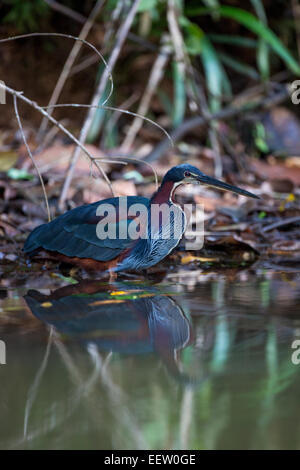 Castagno Agami panciuto Heron Agamia agami pescando con bordo lagunare a Boca Tapada, Costa Rica, Gennaio, 2014. Foto Stock