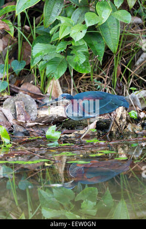 Castagno Agami panciuto Heron Agamia agami pescando con bordo lagunare a Boca Tapada, Costa Rica, Gennaio, 2014. Foto Stock